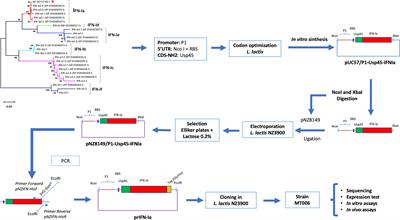 Lactococcus lactis Expressing Type I Interferon From Atlantic Salmon Enhances the Innate Antiviral Immune Response In Vivo and In Vitro